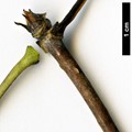SpeciesSub: Bretschneideri Group